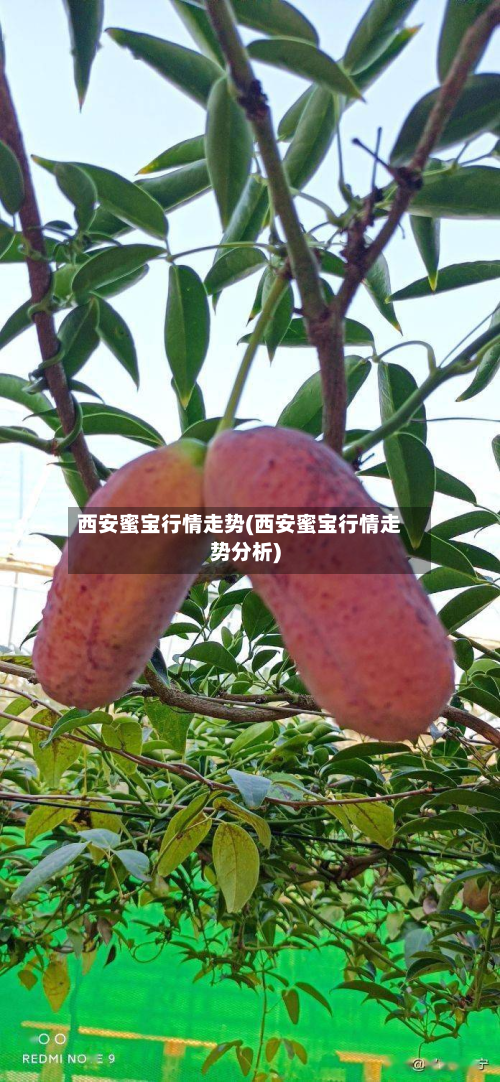 西安蜜宝行情走势(西安蜜宝行情走势分析)-第2张图片