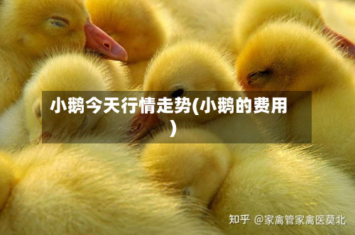 小鹅今天行情走势(小鹅的费用)-第2张图片