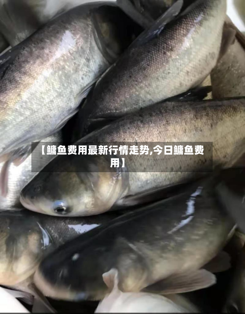 【鳙鱼费用最新行情走势,今日鳙鱼费用】