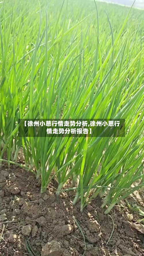 【徐州小葱行情走势分析,徐州小葱行情走势分析报告】