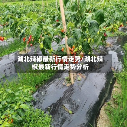湖北辣椒最新行情走势/湖北辣椒最新行情走势分析