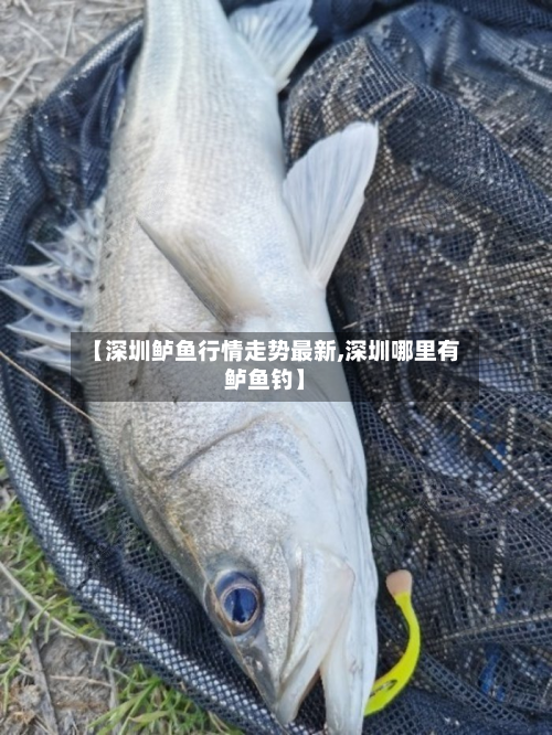 【深圳鲈鱼行情走势最新,深圳哪里有鲈鱼钓】-第2张图片