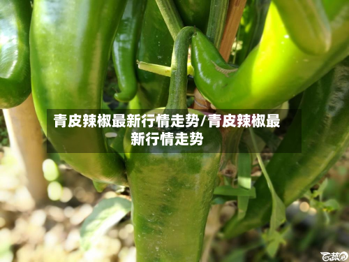 青皮辣椒最新行情走势/青皮辣椒最新行情走势-第2张图片
