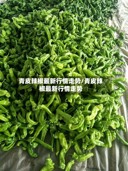 青皮辣椒最新行情走势/青皮辣椒最新行情走势