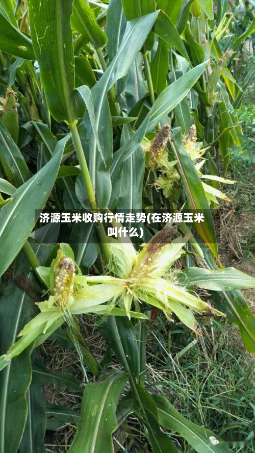 济源玉米收购行情走势(在济源玉米叫什么)