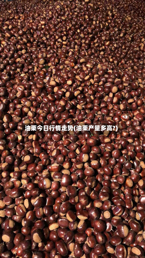 油栗今日行情走势(油栗产量多高?)-第2张图片