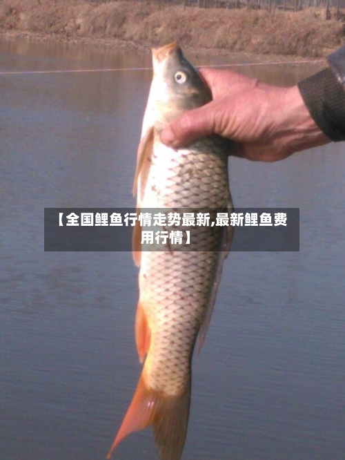 【全国鲤鱼行情走势最新,最新鲤鱼费用行情】