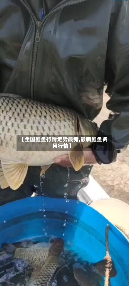 【全国鲤鱼行情走势最新,最新鲤鱼费用行情】-第2张图片