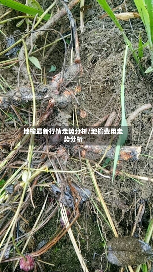 地榆最新行情走势分析/地榆费用走势分析