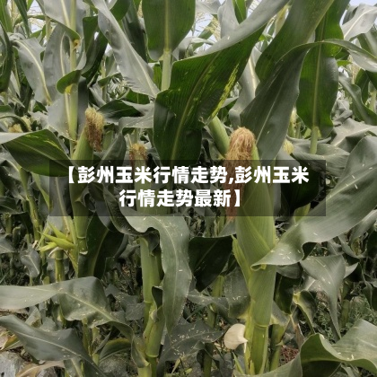 【彭州玉米行情走势,彭州玉米行情走势最新】-第2张图片