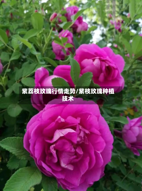 紫荔枝玫瑰行情走势/紫枝玫瑰种植技术