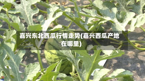 嘉兴东北西瓜行情走势(嘉兴西瓜产地在哪里)