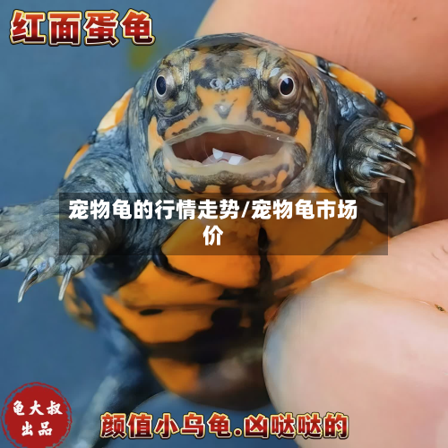 宠物龟的行情走势/宠物龟市场价
