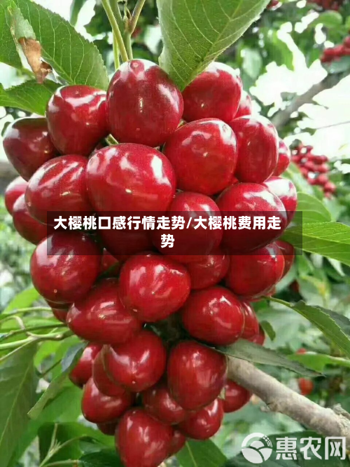 大樱桃口感行情走势/大樱桃费用走势-第3张图片