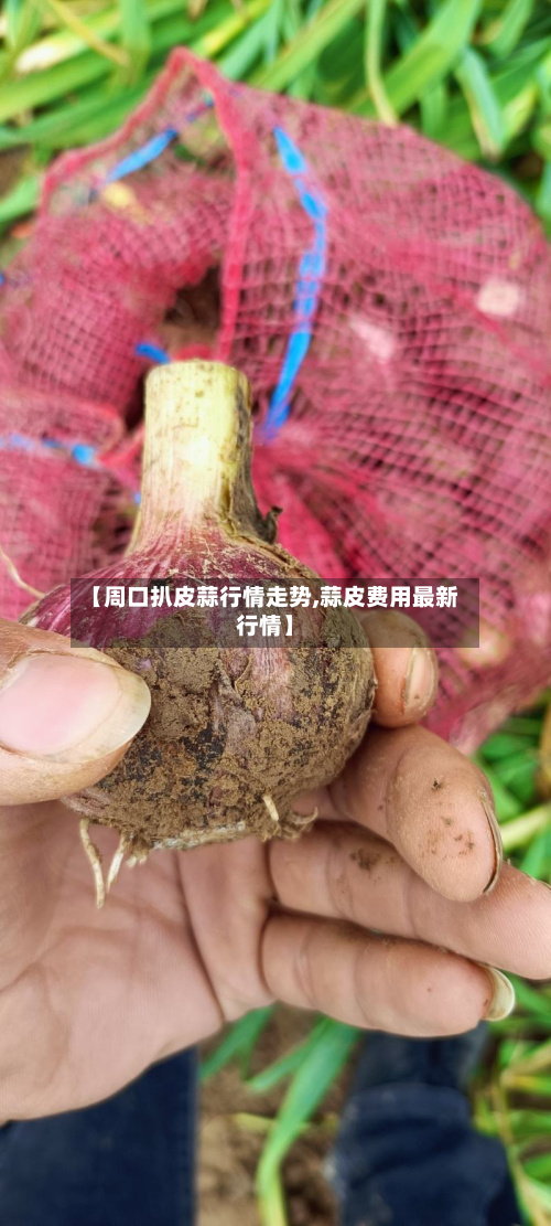 【周口扒皮蒜行情走势,蒜皮费用最新行情】