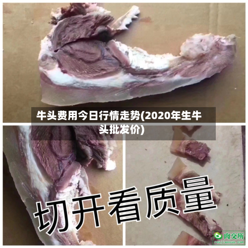 牛头费用今日行情走势(2020年生牛头批发价)-第2张图片