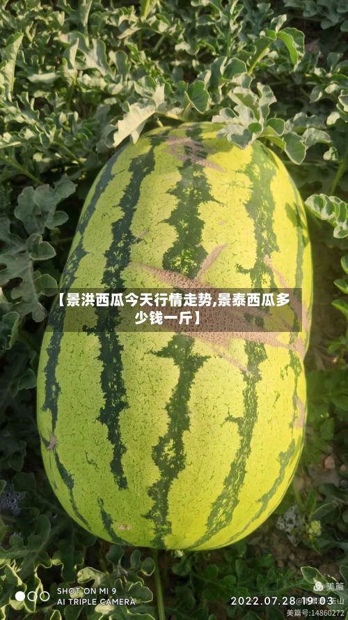 【景洪西瓜今天行情走势,景泰西瓜多少钱一斤】
