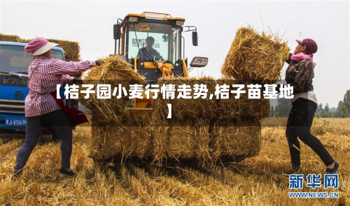 【桔子园小麦行情走势,桔子苗基地】