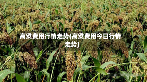 高粱费用行情走势(高粱费用今日行情走势)