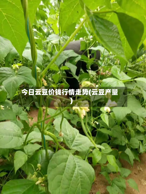 今日云豆价钱行情走势(云豆产量)