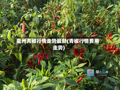 毫州青椒行情走势最新(青椒行情费用走势)