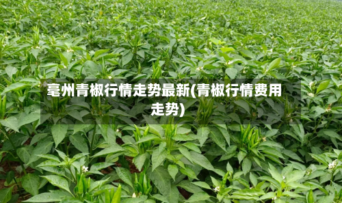 毫州青椒行情走势最新(青椒行情费用走势)-第2张图片