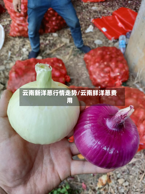 云南新洋葱行情走势/云南鲜洋葱费用-第2张图片