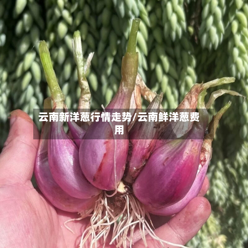 云南新洋葱行情走势/云南鲜洋葱费用-第3张图片
