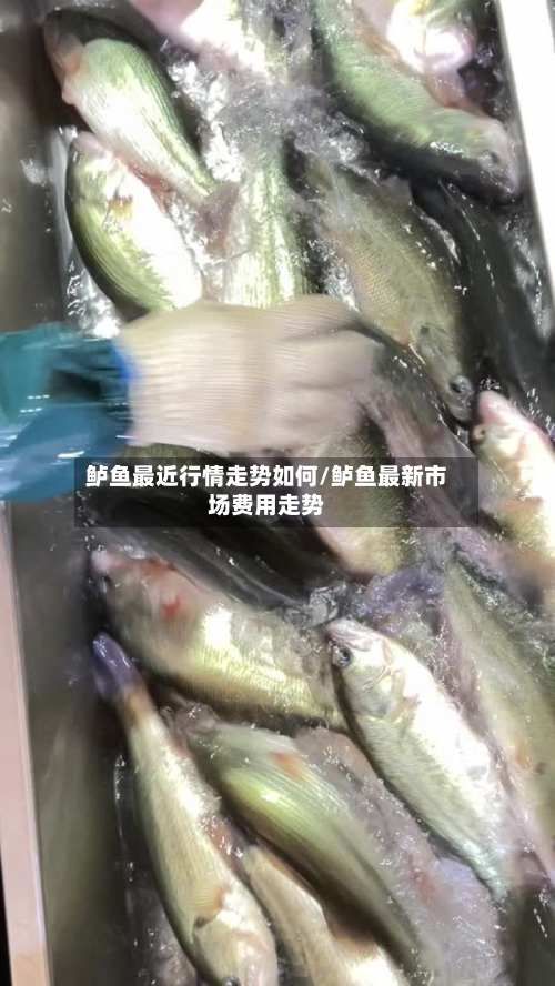 鲈鱼最近行情走势如何/鲈鱼最新市场费用走势