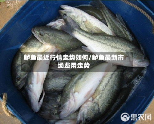 鲈鱼最近行情走势如何/鲈鱼最新市场费用走势-第3张图片