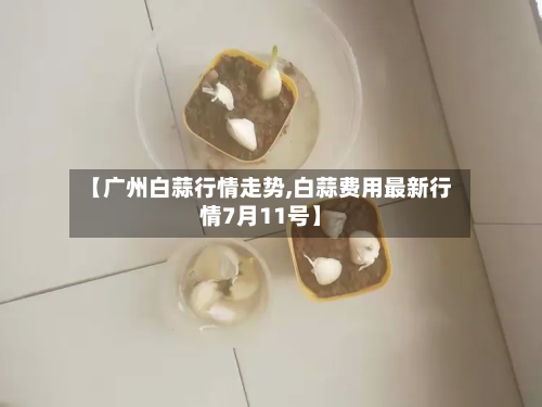 【广州白蒜行情走势,白蒜费用最新行情7月11号】-第3张图片