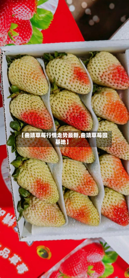 【曲靖草莓行情走势最新,曲靖草莓园基地】-第2张图片
