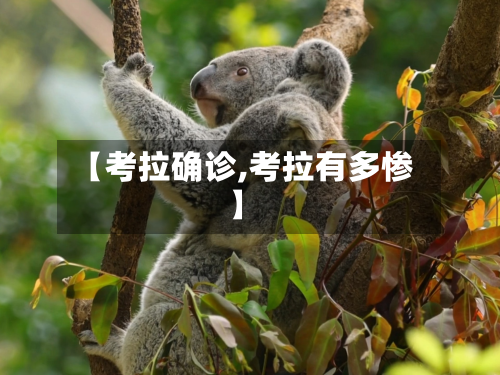 【考拉确诊,考拉有多惨】-第3张图片