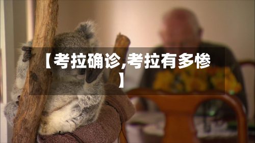 【考拉确诊,考拉有多惨】