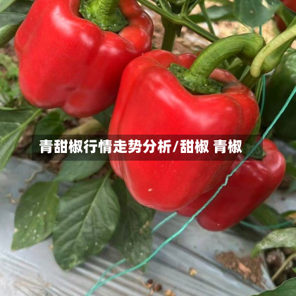 青甜椒行情走势分析/甜椒 青椒