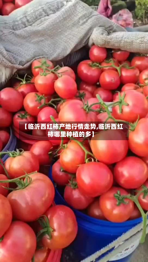 【临沂西红柿产地行情走势,临沂西红柿哪里种植的多】-第3张图片