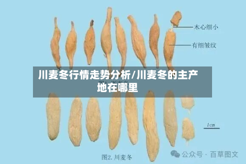 川麦冬行情走势分析/川麦冬的主产地在哪里