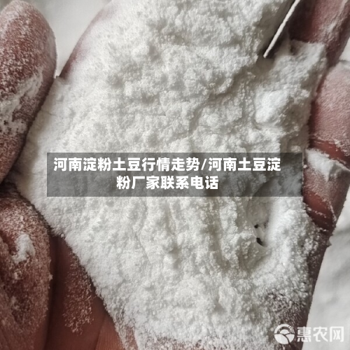 河南淀粉土豆行情走势/河南土豆淀粉厂家联系电话