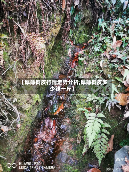 【厚薄树皮行情走势分析,厚薄树皮多少钱一斤】-第3张图片