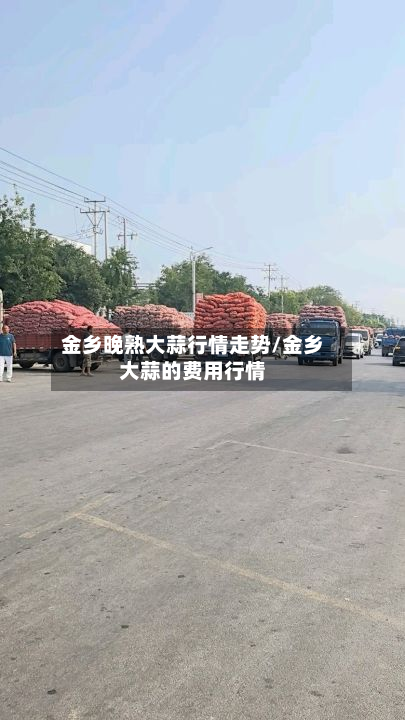 金乡晚熟大蒜行情走势/金乡大蒜的费用行情