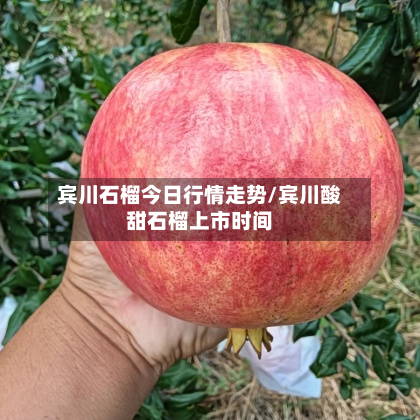 宾川石榴今日行情走势/宾川酸甜石榴上市时间