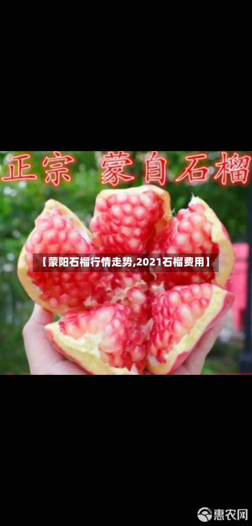 【蒙阳石榴行情走势,2021石榴费用】