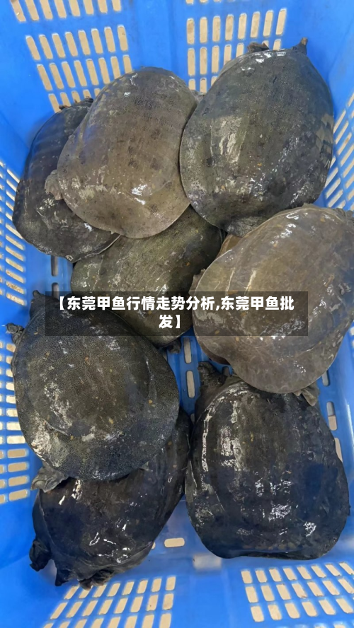 【东莞甲鱼行情走势分析,东莞甲鱼批发】-第2张图片