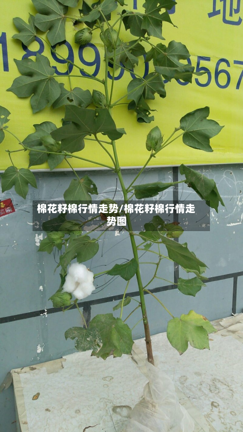 棉花籽棉行情走势/棉花籽棉行情走势图-第2张图片
