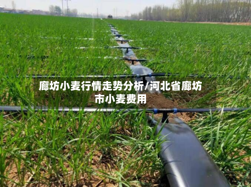 廊坊小麦行情走势分析/河北省廊坊市小麦费用