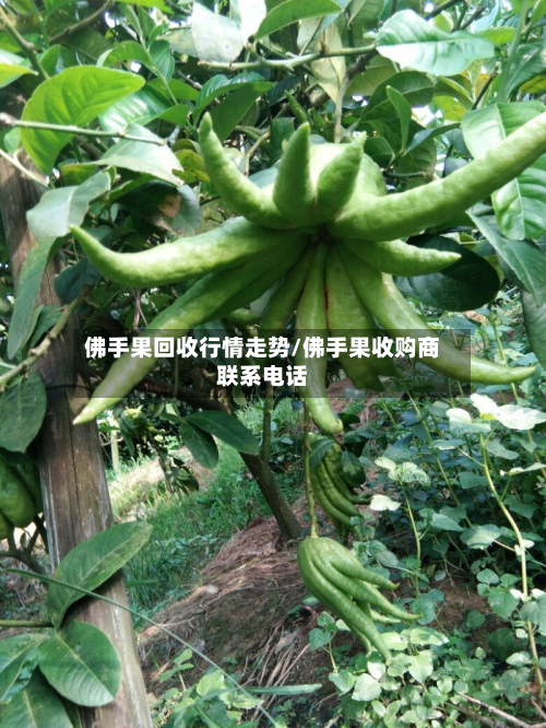 佛手果回收行情走势/佛手果收购商联系电话