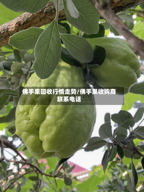佛手果回收行情走势/佛手果收购商联系电话-第2张图片