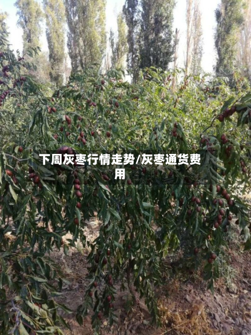 下周灰枣行情走势/灰枣通货费用-第3张图片