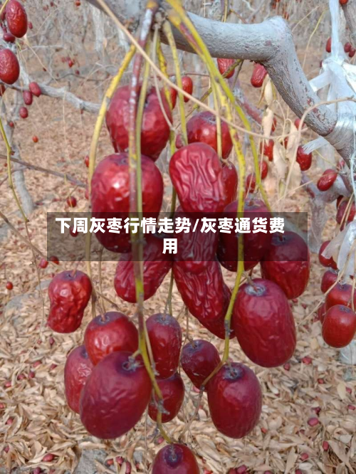 下周灰枣行情走势/灰枣通货费用