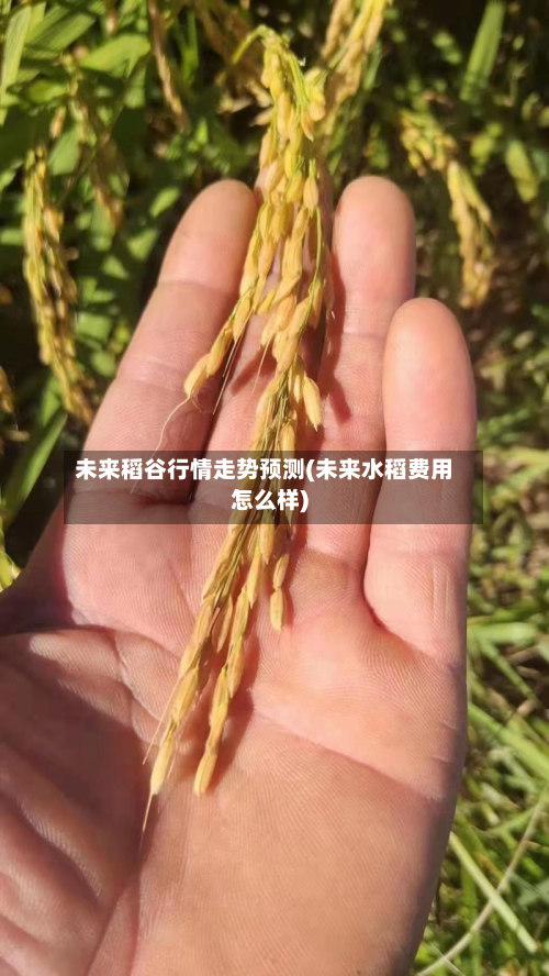 未来稻谷行情走势预测(未来水稻费用怎么样)